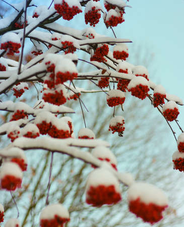 Red bunches of rowan covered with the snowの写真素材