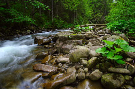 Mountain river flowing through the green forest. Stream in the wood.