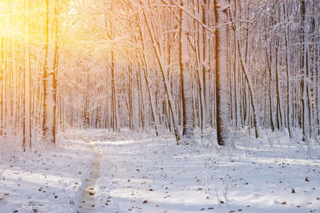 Sunset in the wood between the treesの写真素材