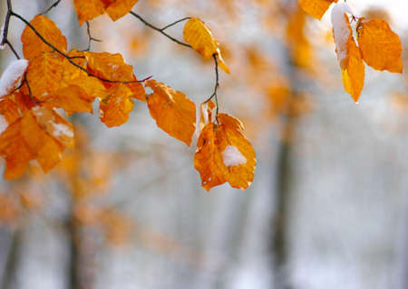 Yellow leaves in snow.の写真素材