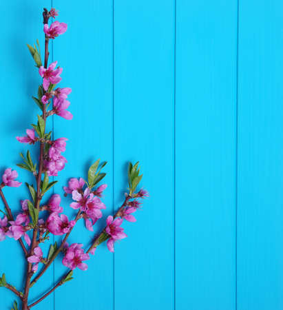 Spring flowers on wooden backgroundの写真素材