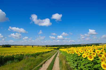 field of blooming sunflowers on a background of blue skyの写真素材