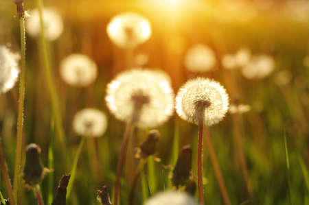 Dandelions in the sun on the fieldの写真素材