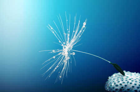 dandelion flower on blurred backgroundの写真素材