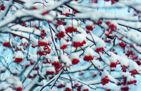 Red bunches of rowan covered with the snowの写真素材