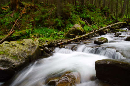 Mountain river flowing through the green forest. Stream in the wood.の写真素材