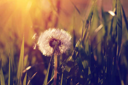 Dandelions in the sun on the field