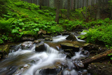 Creek in the woods and trees in the fogの写真素材