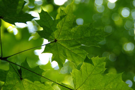 Green leaves on the green bokeh backgroundsの写真素材