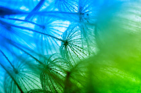 Dandelion flower with water dropsの写真素材