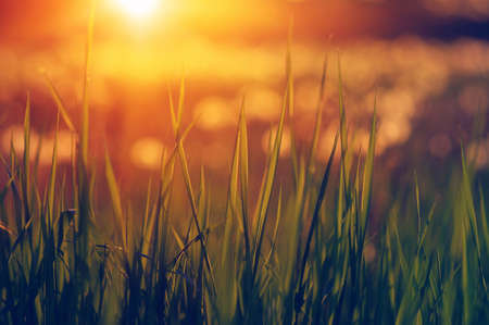 Green grass background with sun beam. Bright natural bokeh. Soft focus. Abstract nature background .の写真素材