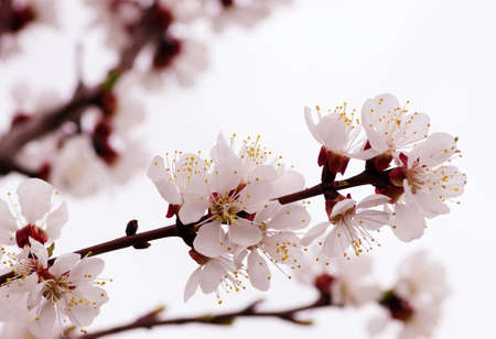 Blossoms isolated on white backgroundの写真素材