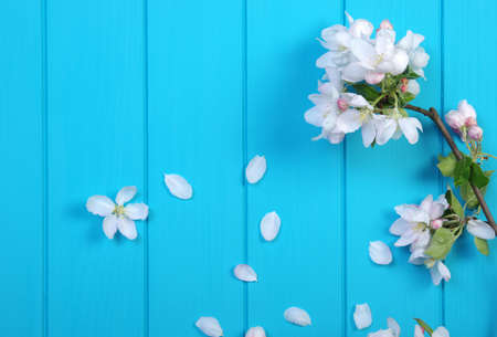 Spring blossom on blue wood background. Top view, flat lay.の写真素材