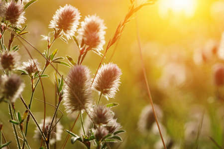 Summer flowering grass and green plantsの写真素材