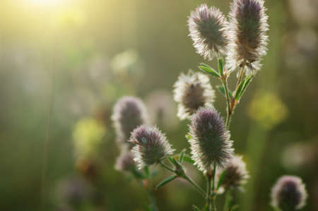 Summer flowering grass and green plantsの写真素材