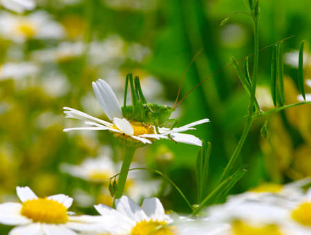 Green grasshopper on white camomilesの写真素材