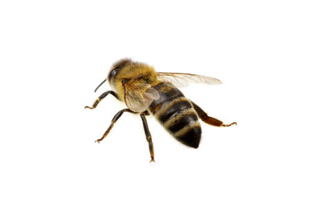 Bee isolated on the white