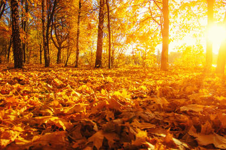 autumn trees on sun in park