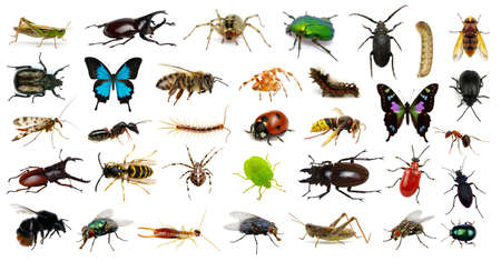 Set of insects on whiteの写真素材