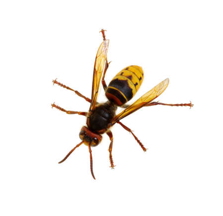 hornet isolated on whiteの写真素材