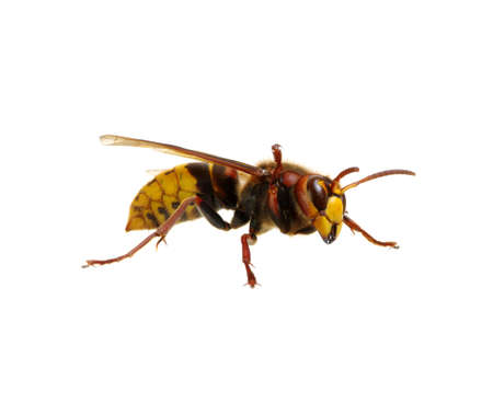 hornet isolated on whiteの写真素材