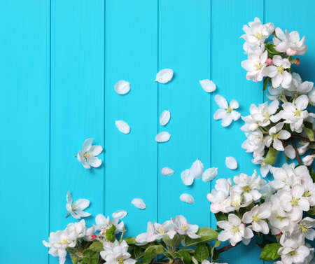 Spring flowering branch on wooden background. Apple blossoms