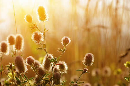 field of spring flowers and sunlightの写真素材