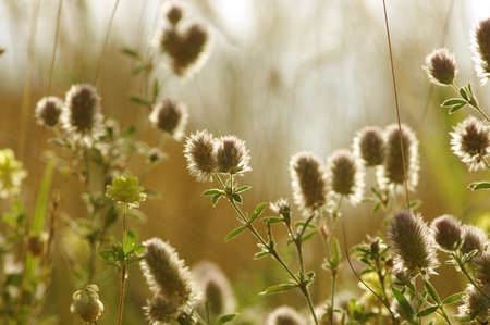 Summer flowering grass and green plantsの写真素材