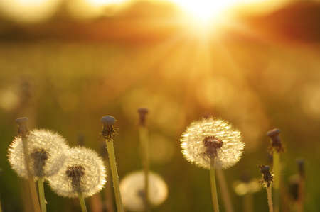 Dandelions in the sun on the fieldの写真素材