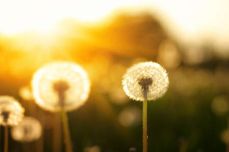 Dandelions in the sun on the fieldの写真素材