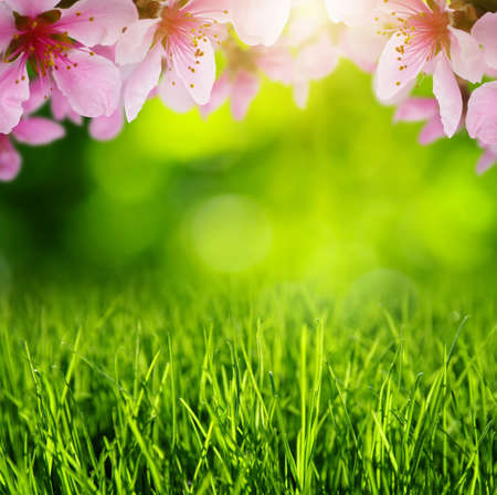 Spring blossom with soft blur background and grass