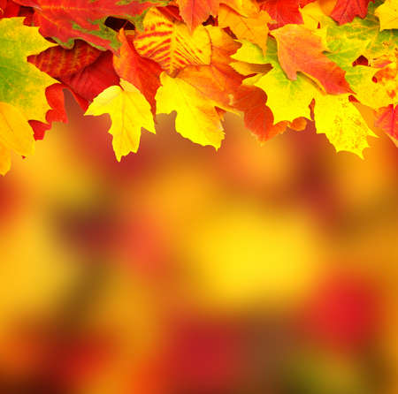 Fall, autumn, leaves background. A tree branch with autumn leaves on a blurred background