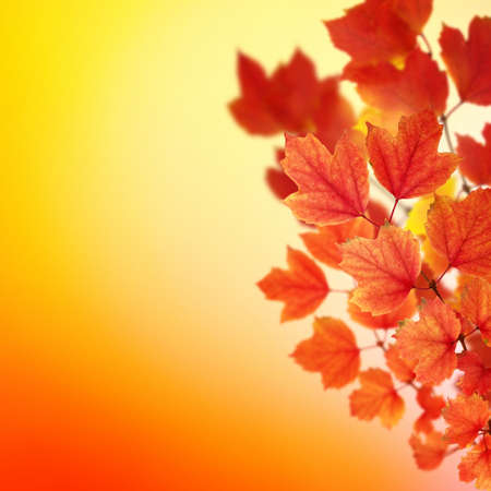 Fall, autumn, leaves background. A tree branch with autumn leaves on a blurred backgroundの写真素材