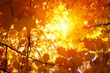 Autumn leaves on the sunの写真素材
