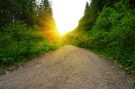 stone road in a coniferous forest in the mountainsの写真素材