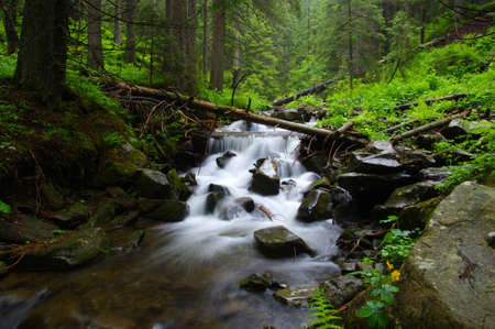 Mountain river flowing through the green forest. Stream in the wood.の写真素材