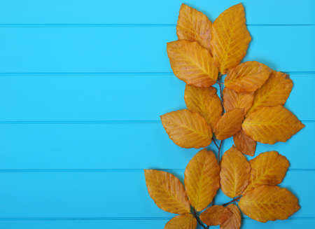autumn leaves on wooden blue backgroundの写真素材