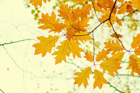 Autumn leaves on blurred nature background. Shallow focus. Fall bokeh.の写真素材