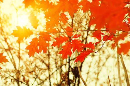 Autumn leaves on the sun. Fall blurred background.の写真素材