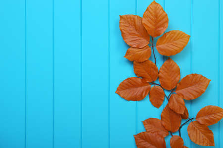 autumn leaves on wooden blue backgroundの写真素材
