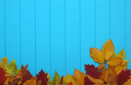 autumn leaves on wooden blue backgroundの写真素材