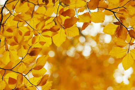 Autumn leaves on blurred nature background. Shallow focus. Fall bokeh.の写真素材