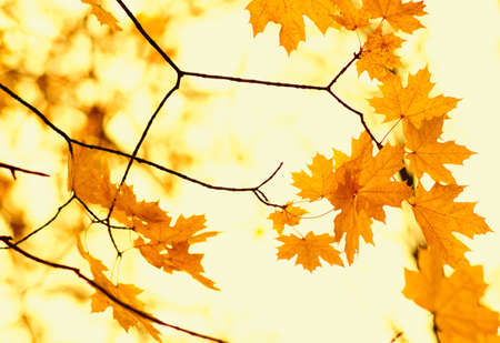 Autumn leaves on blurred nature background. Shallow focus. Fall bokeh.の写真素材