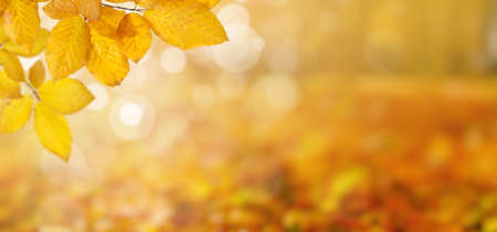 Autumn leaves on the sun and blurred trees . Fall background.の写真素材