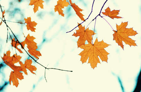 Autumn leaves on blurred nature background. Shallow focus. Fall bokeh.の写真素材