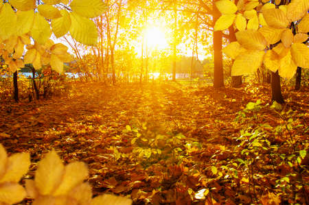 Autumn leaves on the sun and blurred trees . Fall background.の写真素材