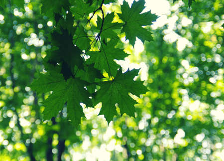 Green leaves on the green bokeh backgroundsの写真素材