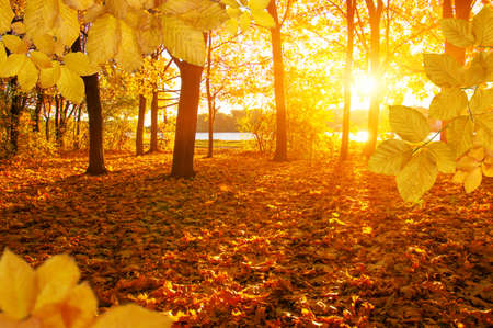 Autumn leaves on the sun and blurred trees . Fall background.の写真素材