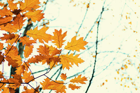 Autumn leaves on blurred nature background. Shallow focus. Fall bokeh.の写真素材