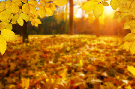 Autumn leaves on the sun and blurred trees . Fall background.の写真素材